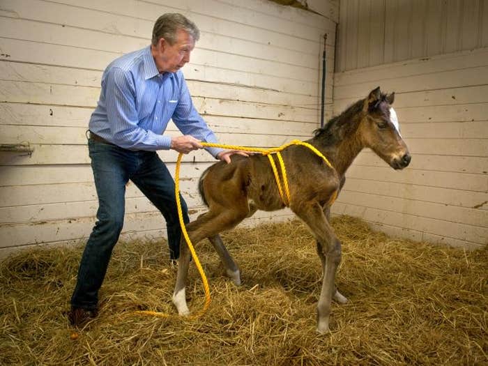 foal Madigan squeeze 