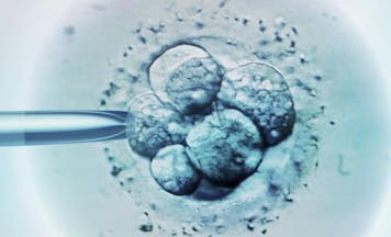 IVF embryo selection 