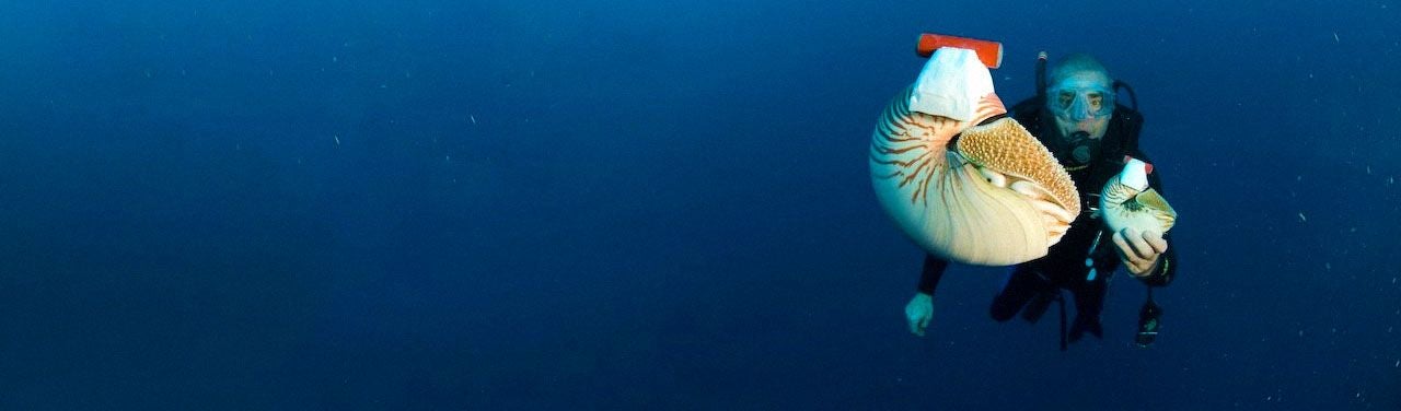 Ingenious_Nautilus_and_Me_1280x376.jpg