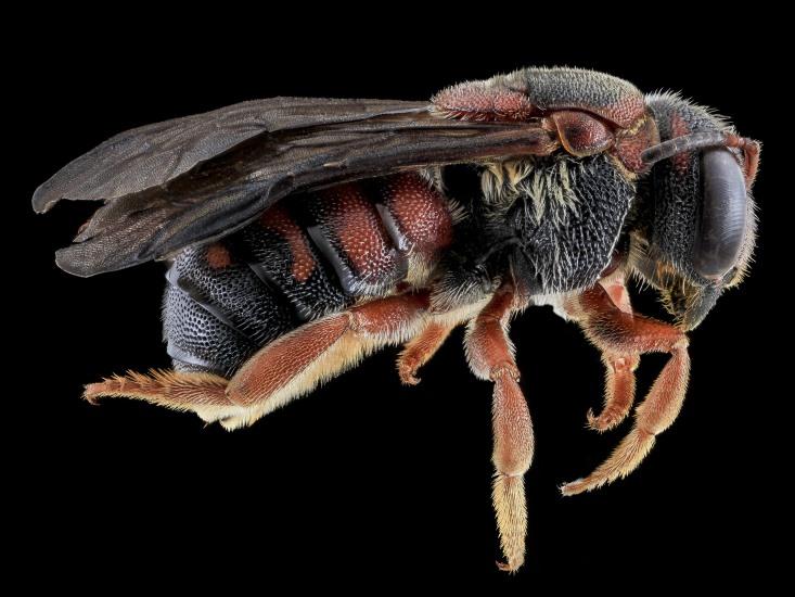 Dianthidium floridiense 