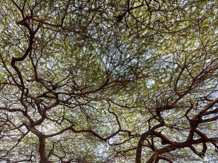branching tree