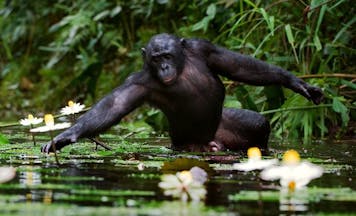 chimp picking flowers in water