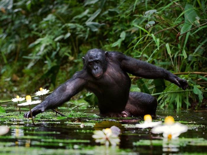 chimp picking flowers in water