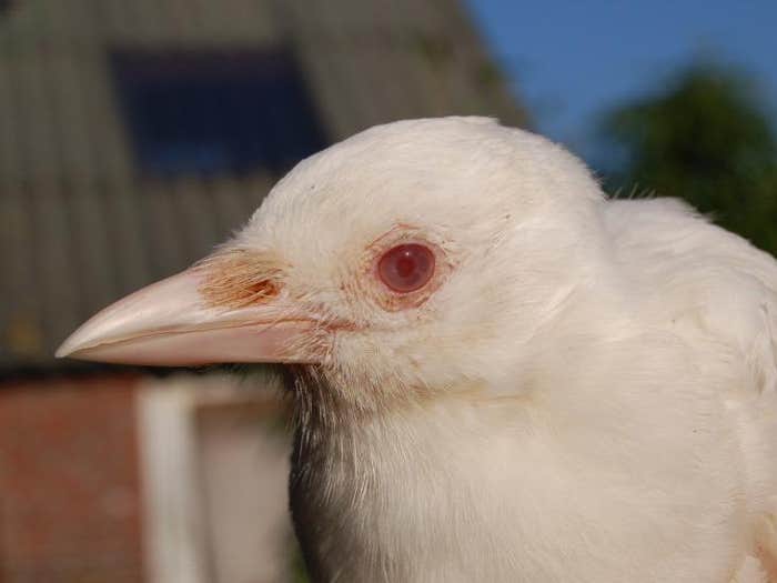 5. Albino. Magpie hero