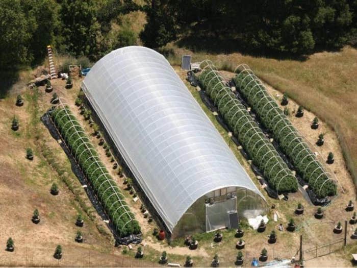 Marijuana grow operation Humboldt County