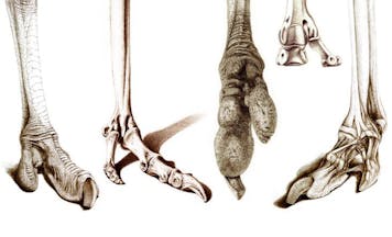 ostrich feet