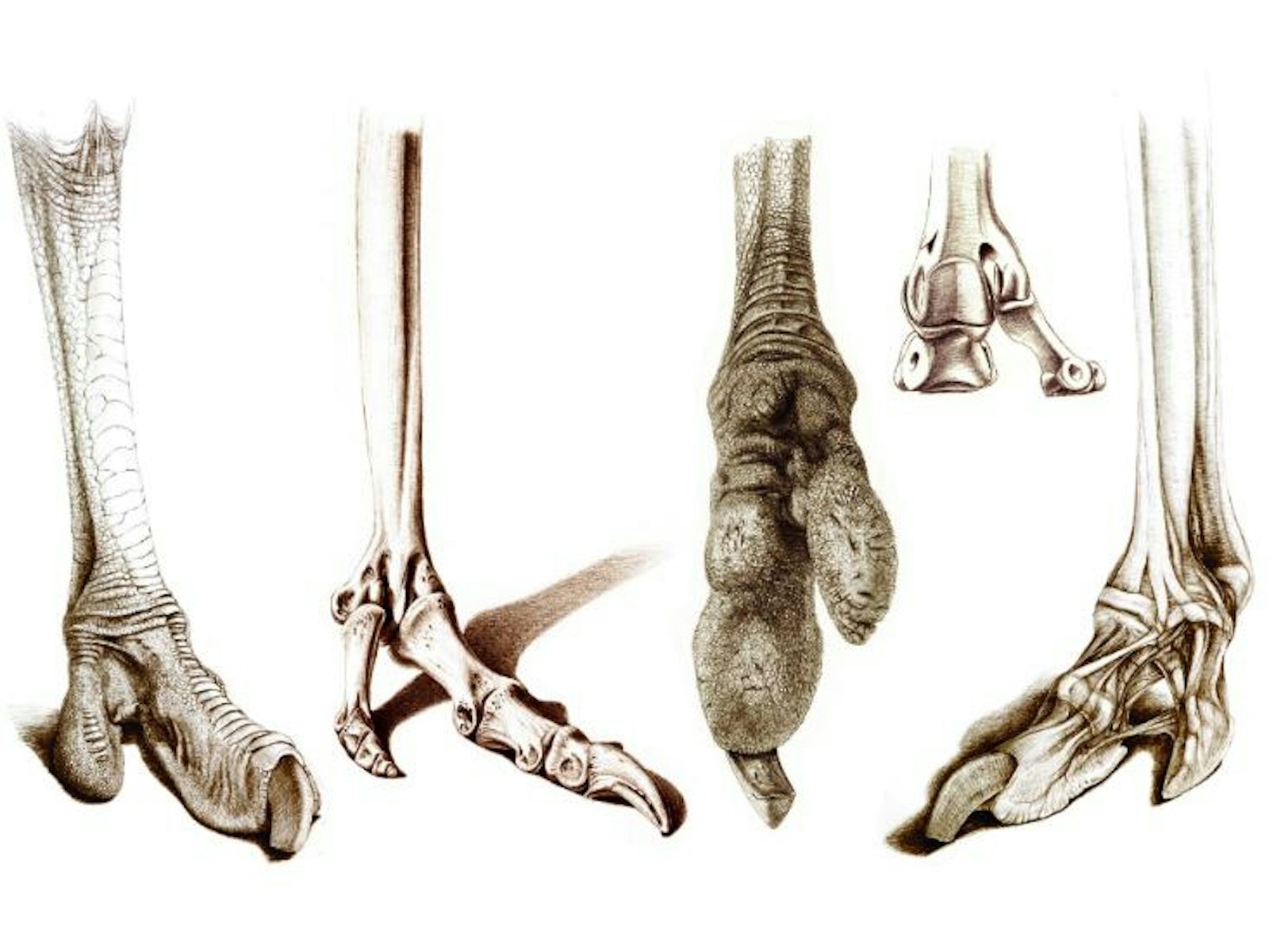 ostrich feet