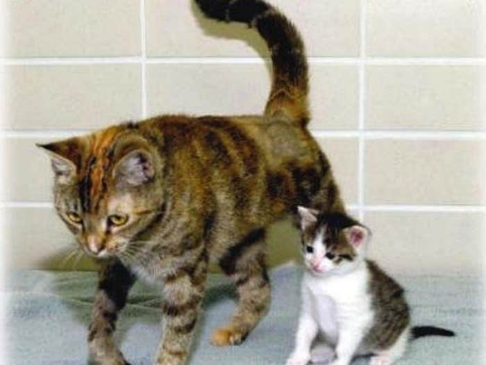 cats1