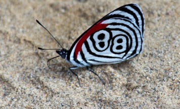 88 butterfly hero