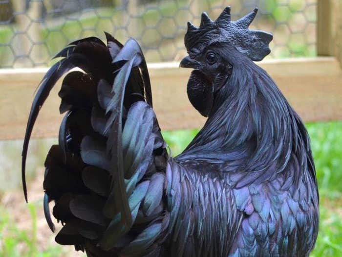 goth chicken ayam cemeni hero