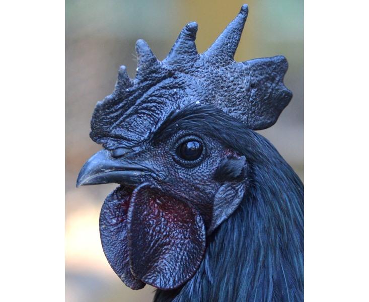 These Chickens Have Jet-Black Hearts, Beaks and Bones