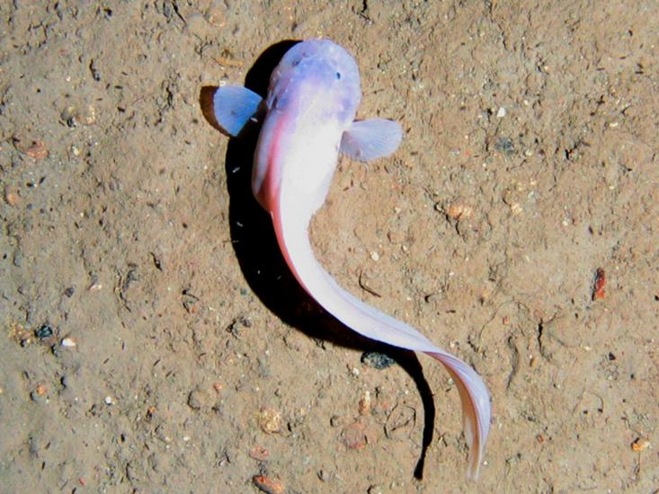 mariana trench fish