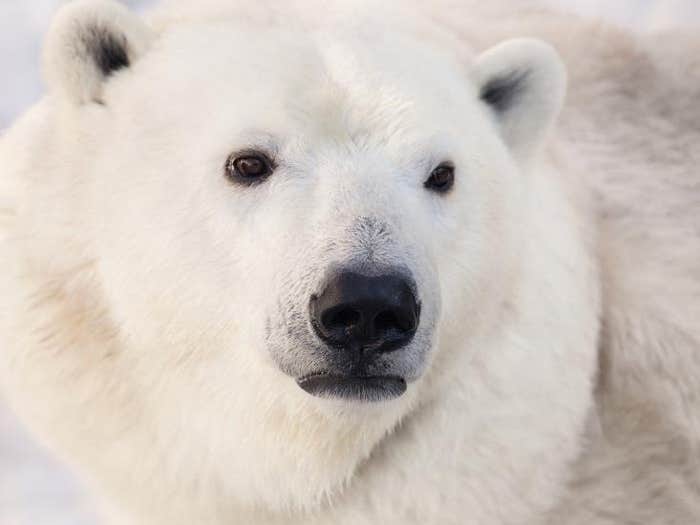 bearcloseup