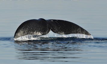 bowheadwhale
