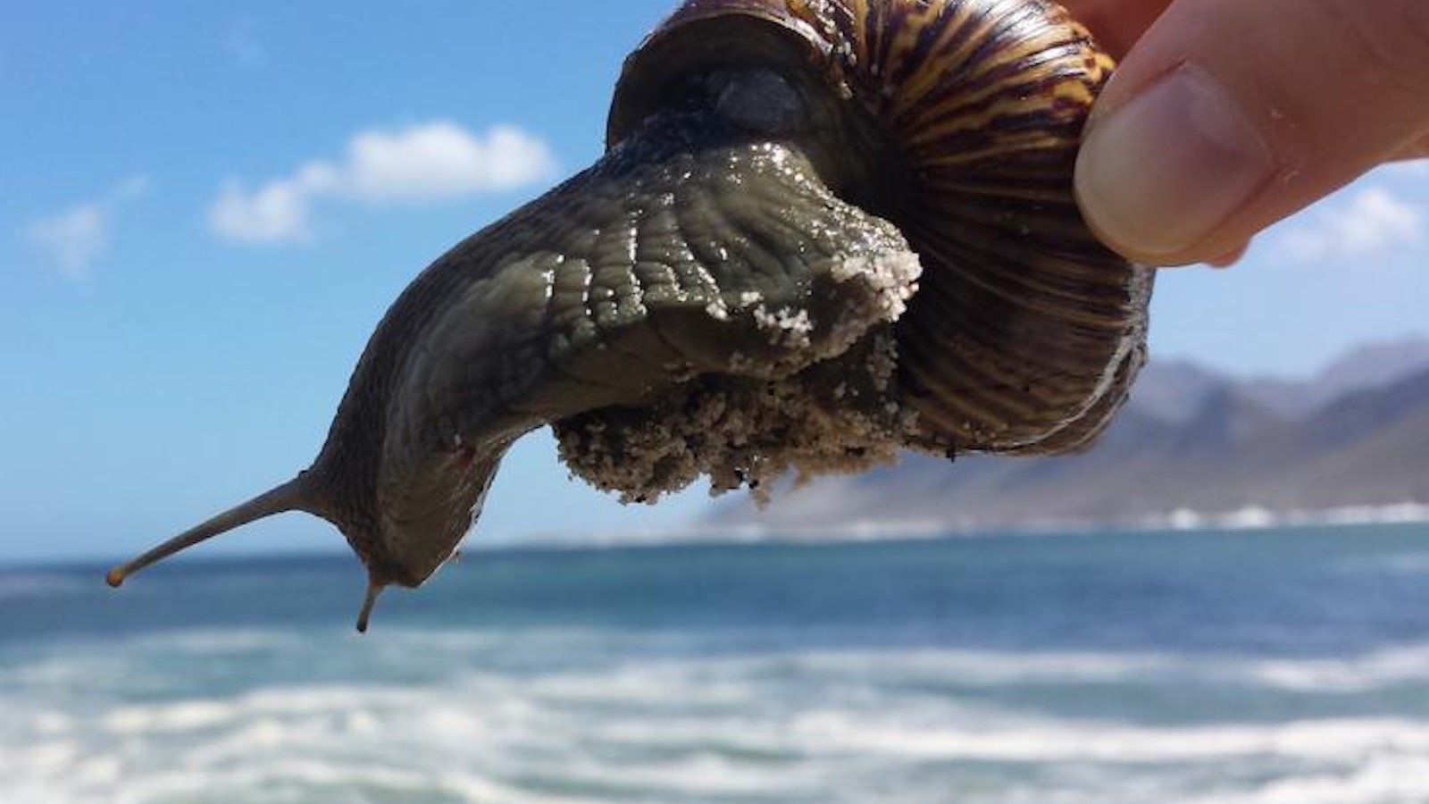 holding sea snail