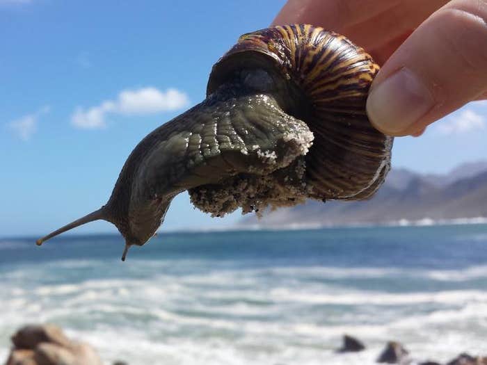 holding sea snail