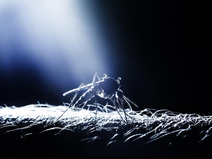 Could This Exit Portal Be The End Of Malaria - jwtcbg4