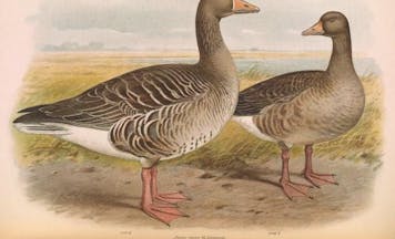 greylag goose couple