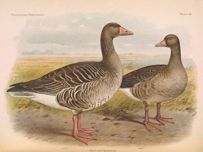 greylag goose couple
