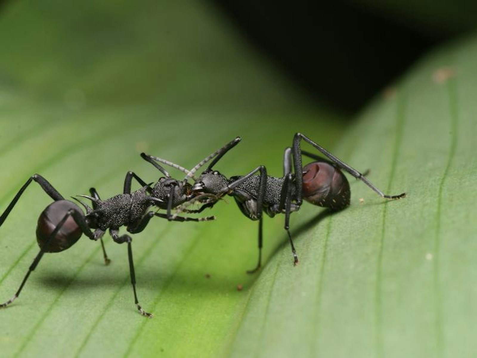 fighting ants