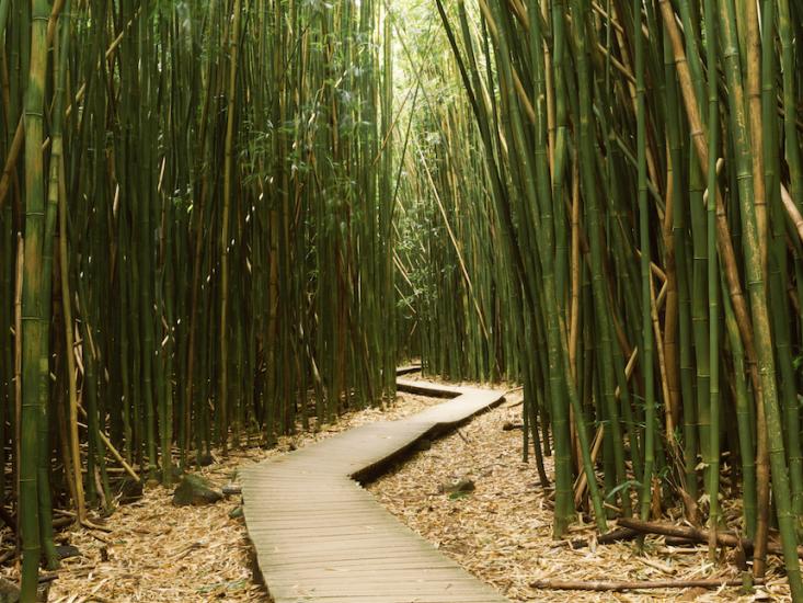 bamboo path