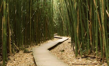 bamboo path