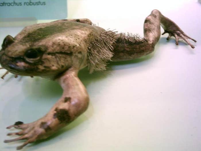 Trichobatrachus_robustus