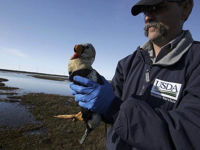 alaska duck_HERO