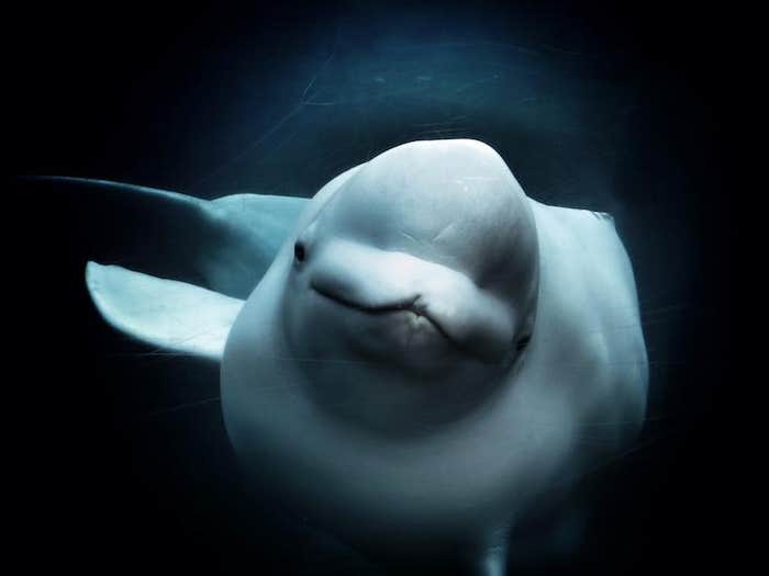 beluga whale_HERO