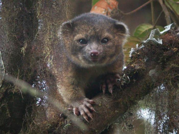 Olinguito