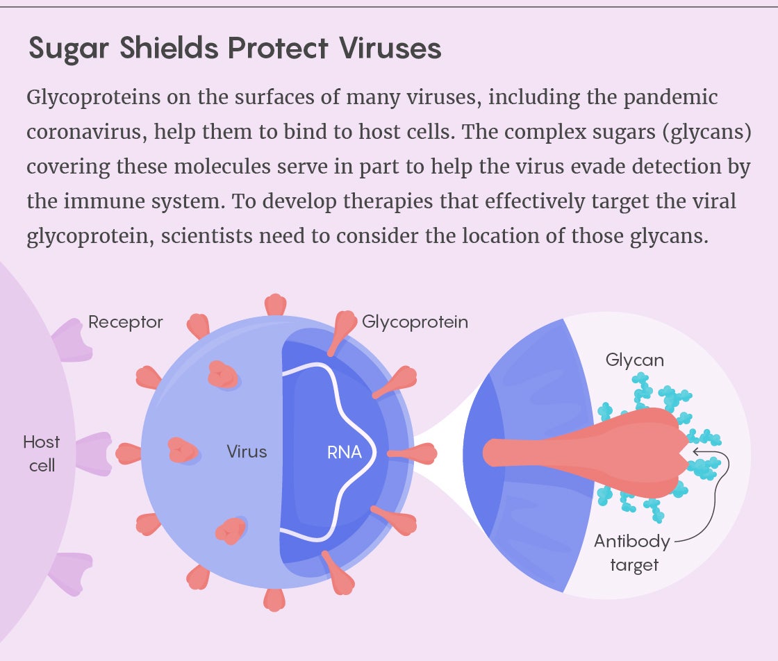 nautilus glycans