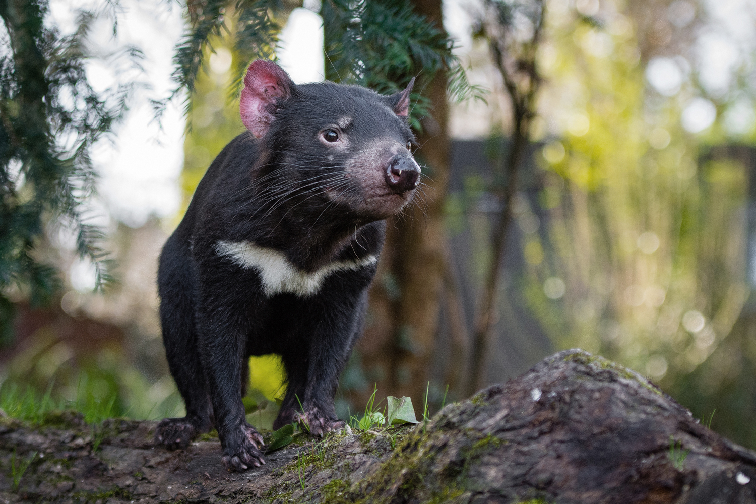 Tasmanian-devil_L