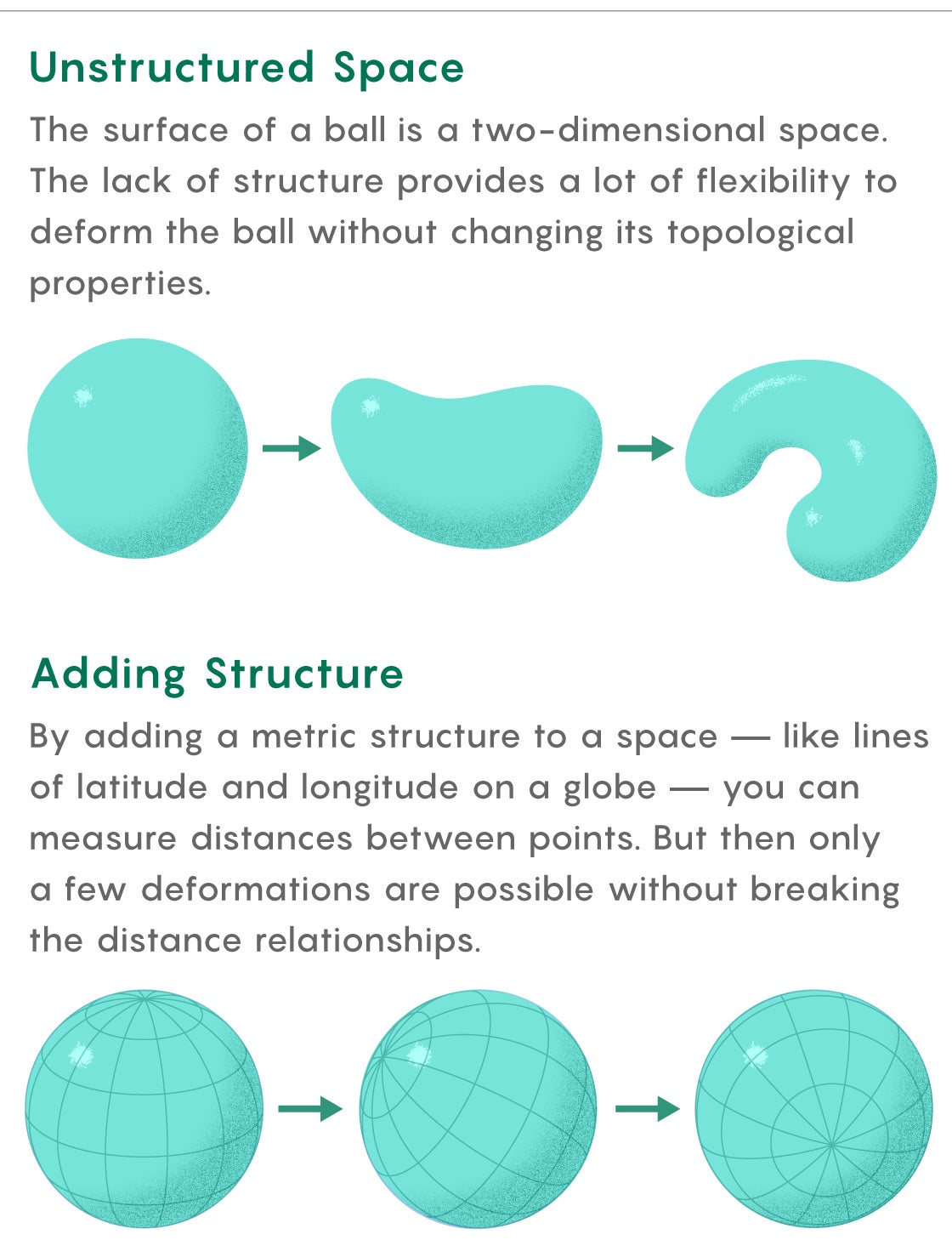 nautilus structue