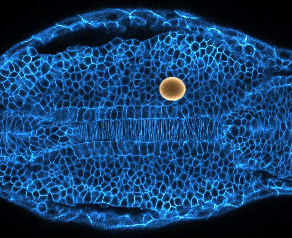 ZebraFishCells