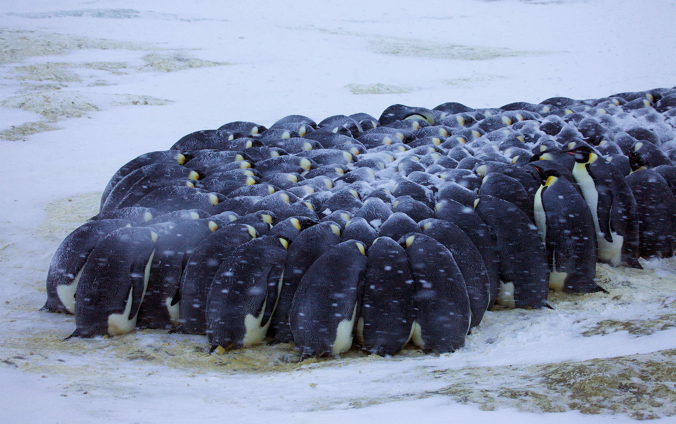 nautilus penguins
