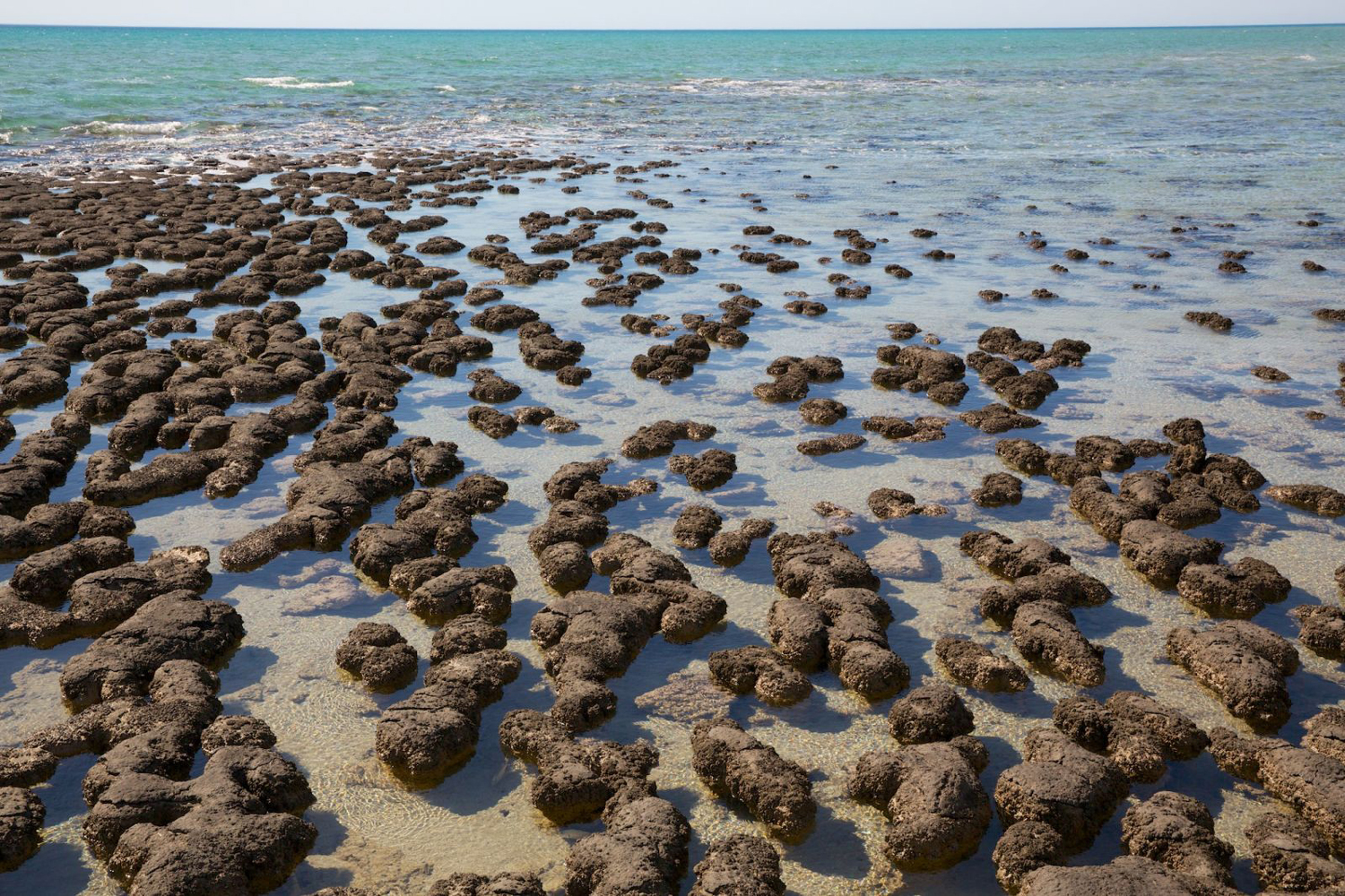 Livingstromatolites
