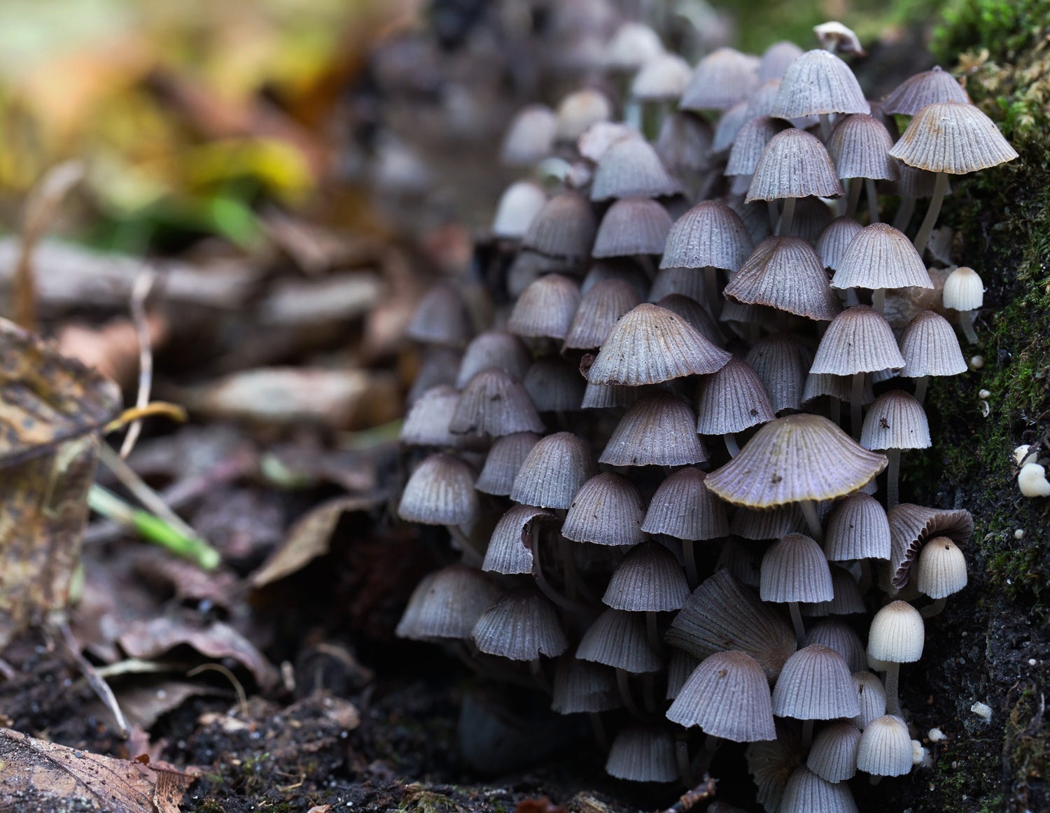 Coprinellus_disseminatus