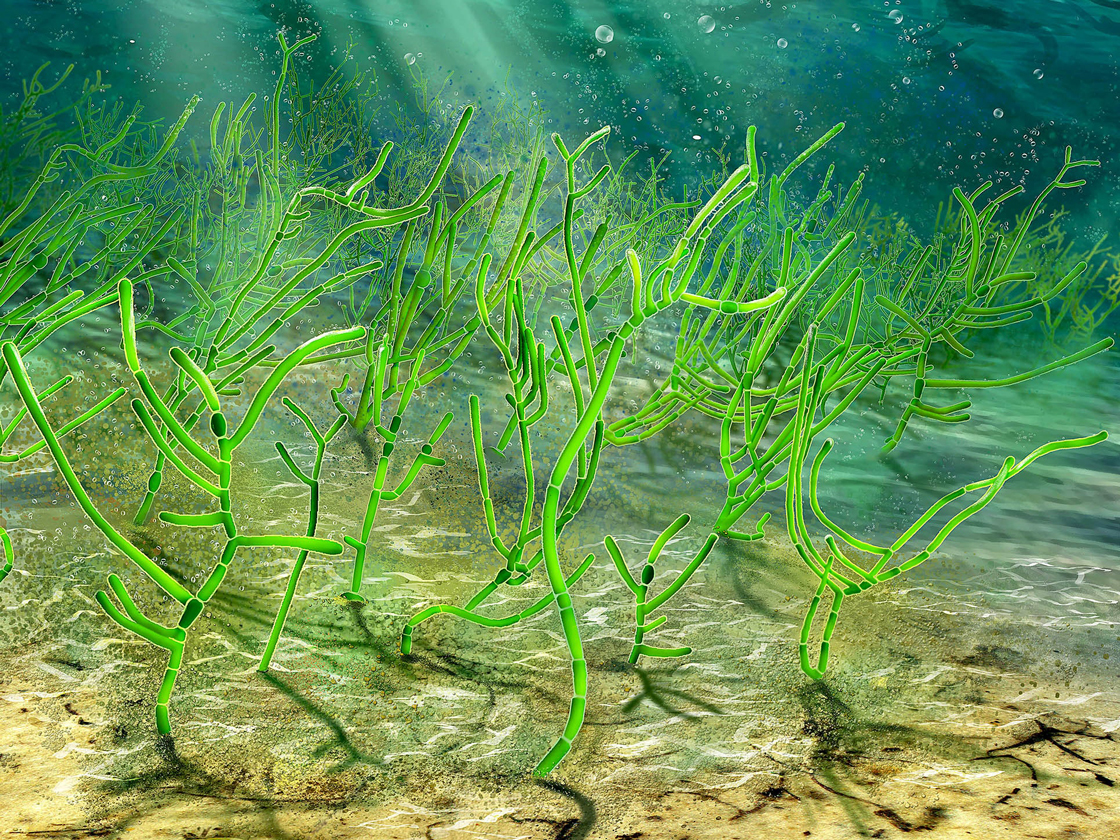 nautilus algae 2