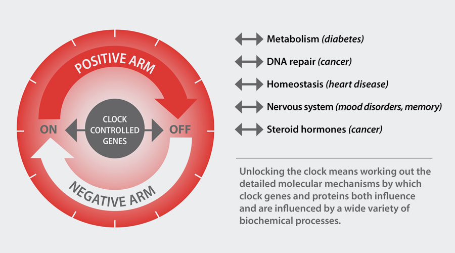 clock-controlled-genes