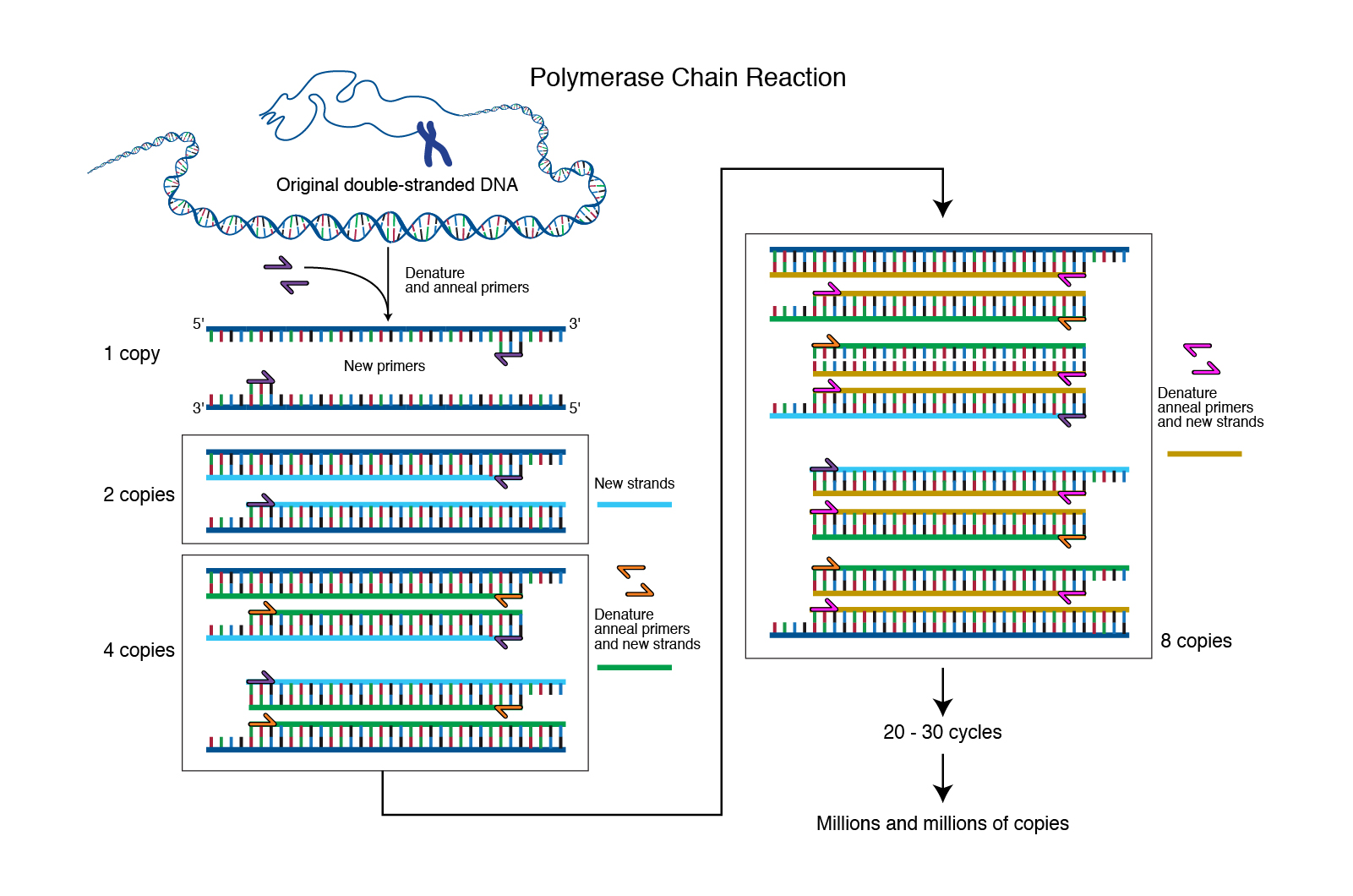 polymerase chain nautilus
