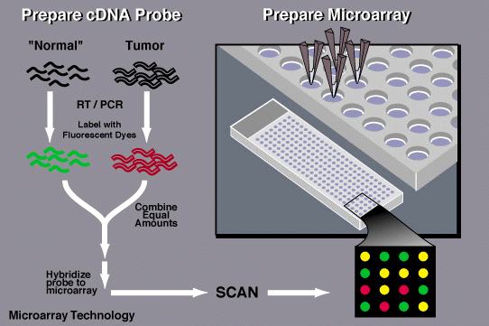 alliance microarray