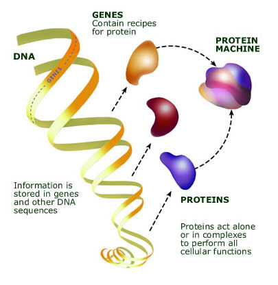 alliance genomes to life program