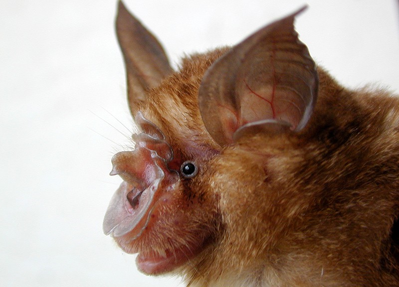 nautilus alliance horseshoe bat