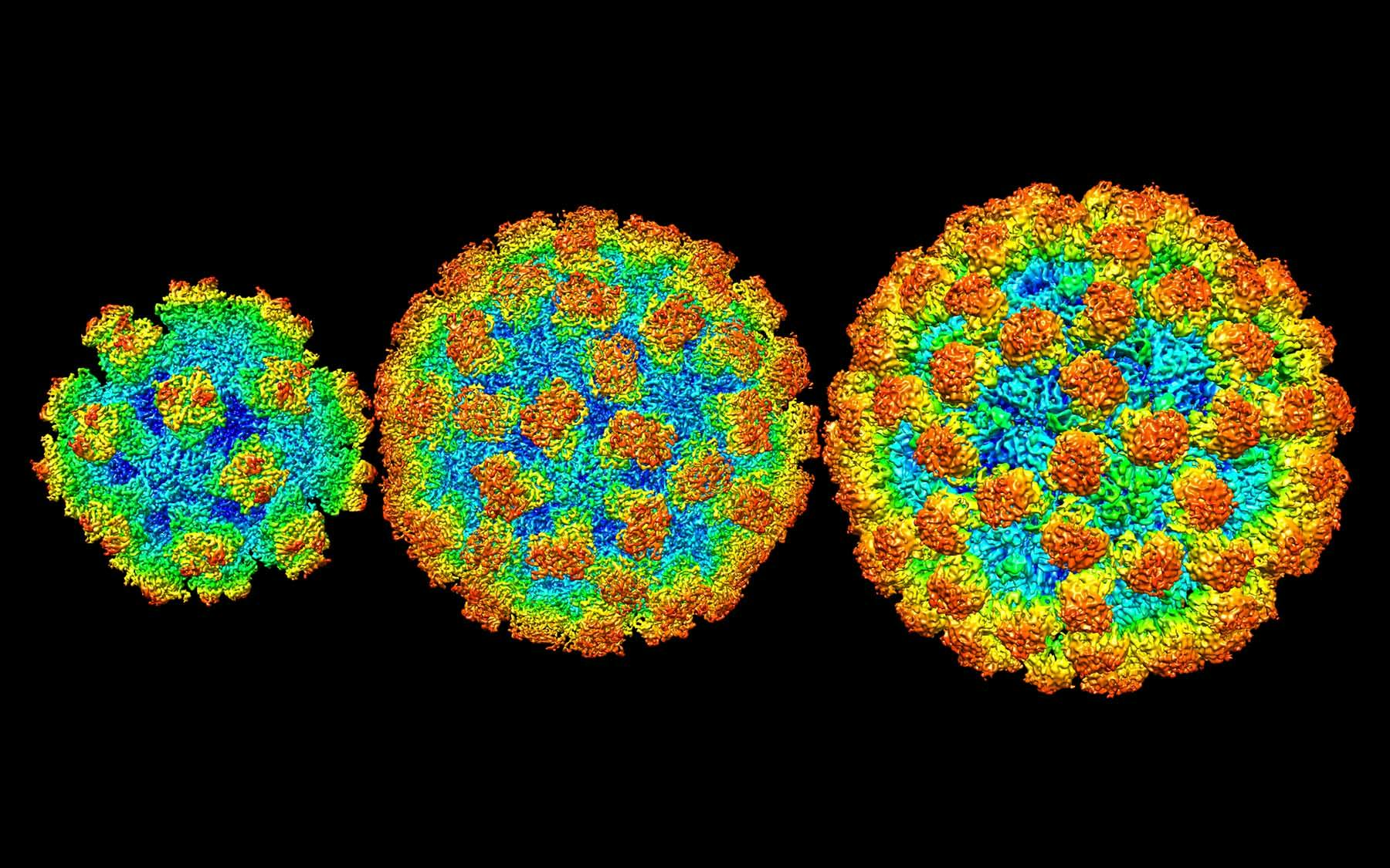 Cracking the Case of the Norovirus - Nautilus | Science Connected