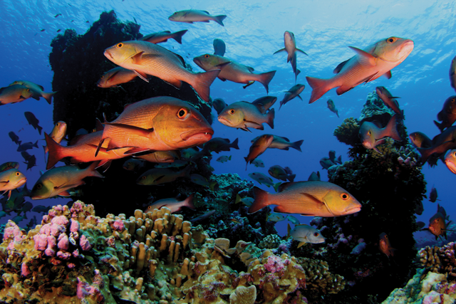 Reef Twinspot Snapper 