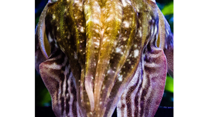 Elucidating Cuttlefish Camouflage