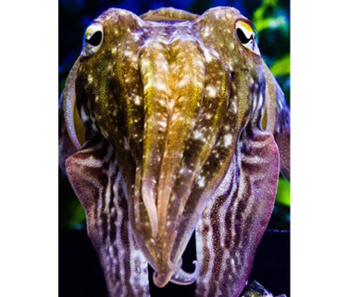 Elucidating Cuttlefish Camouflage