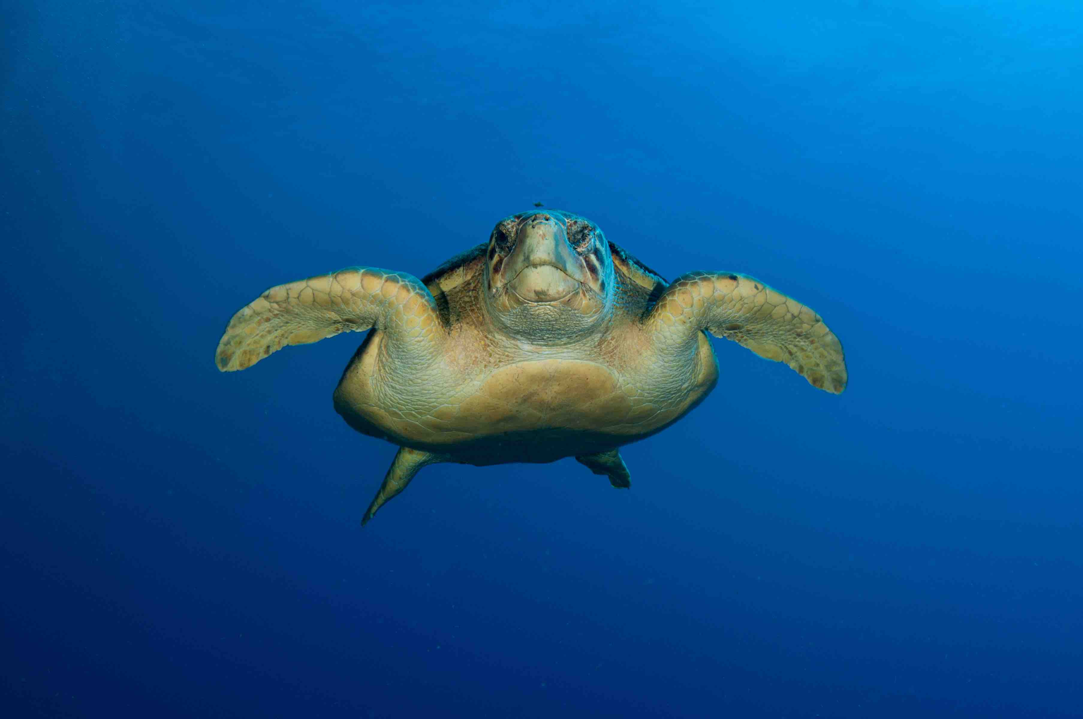 There's a World Living on Every Loggerhead - Nautilus