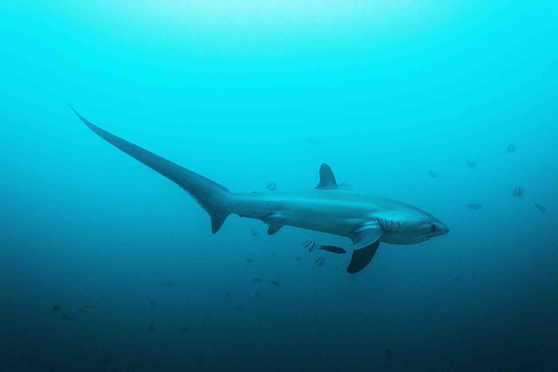 To Save Sharks, We Must Understand People - Nautilus