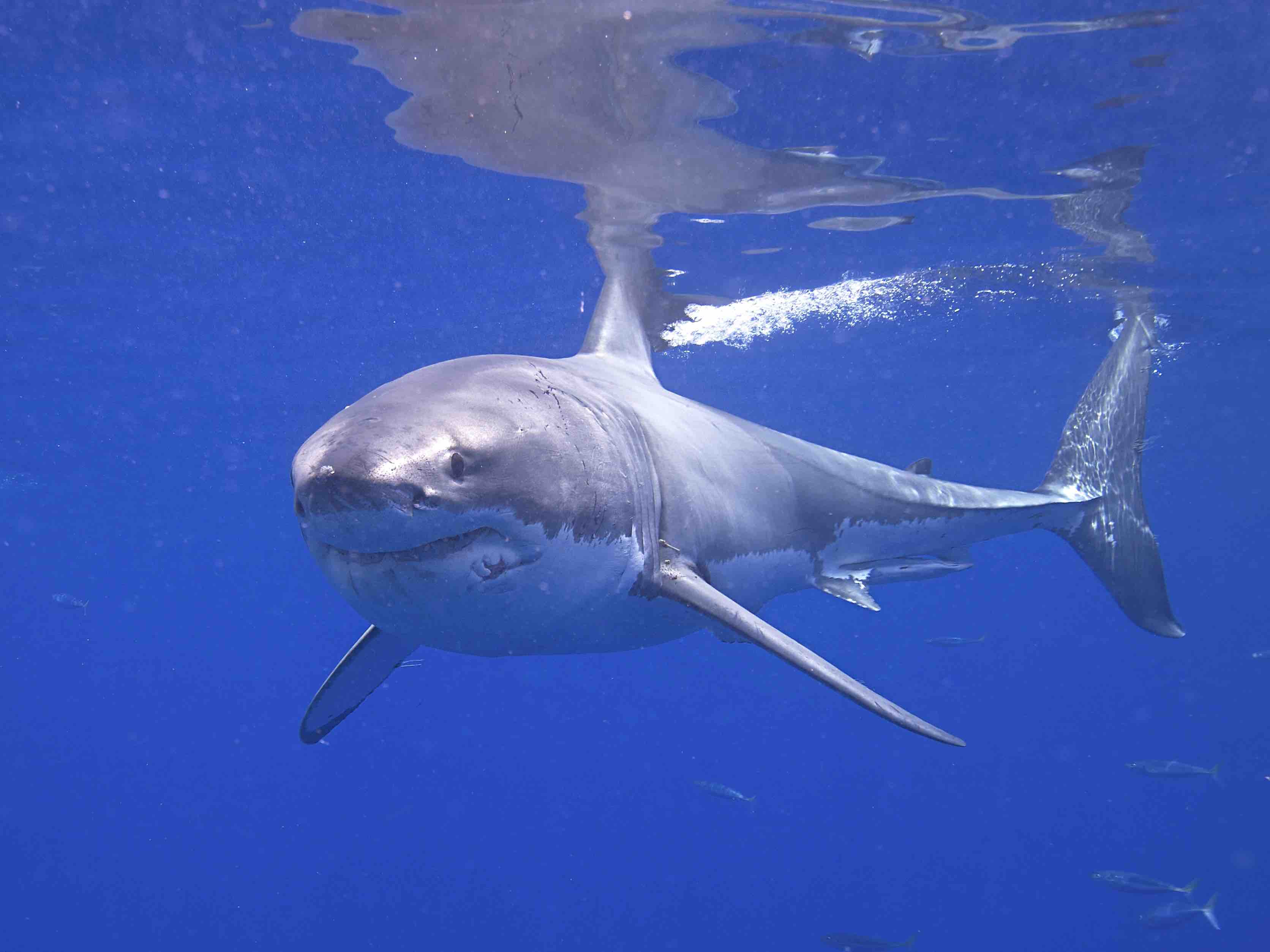Lessons for the Return of Great White Sharks - Nautilus